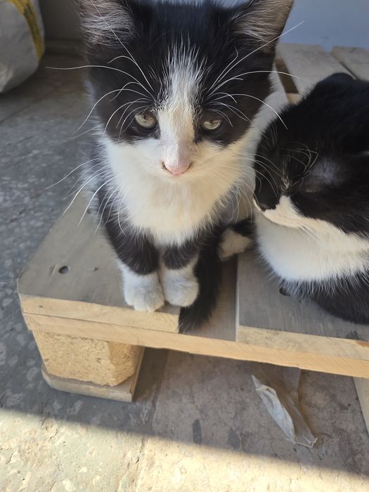 Котёнок ищет добрые руки мальчик