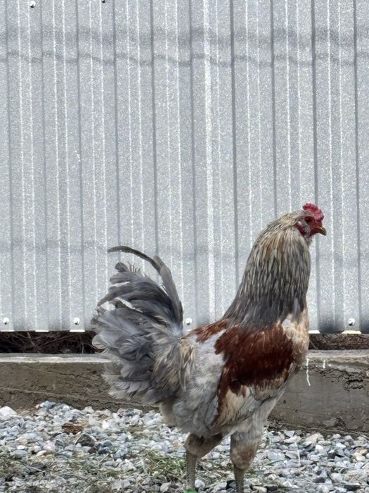 Амераукана қоразы сатылады