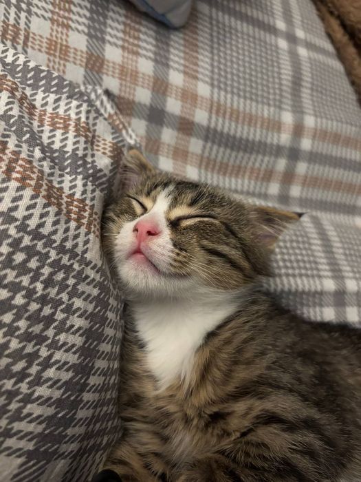 Котёнок 3 месяца мальчик