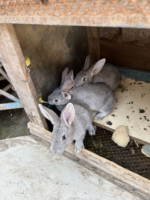 Кролики 1,5 месяца