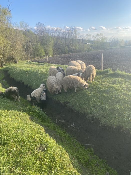 Vand 4 oi si o carlana