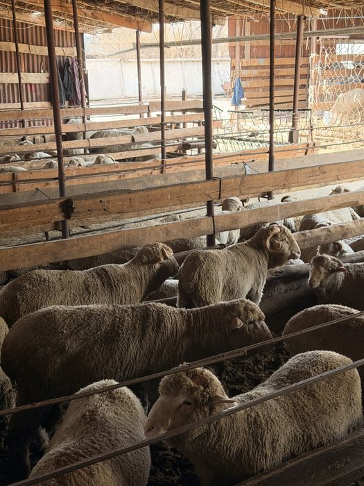 Токты читать  описание