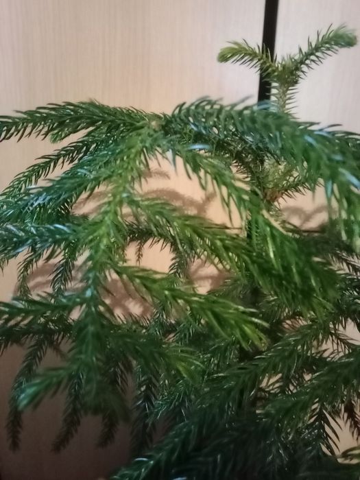 Продам цветок араукария