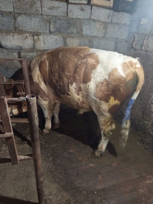 Продам быка большого