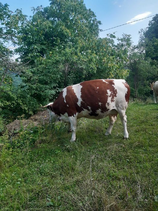 Vand  vaci de lapte baltata foarte frumoase.
