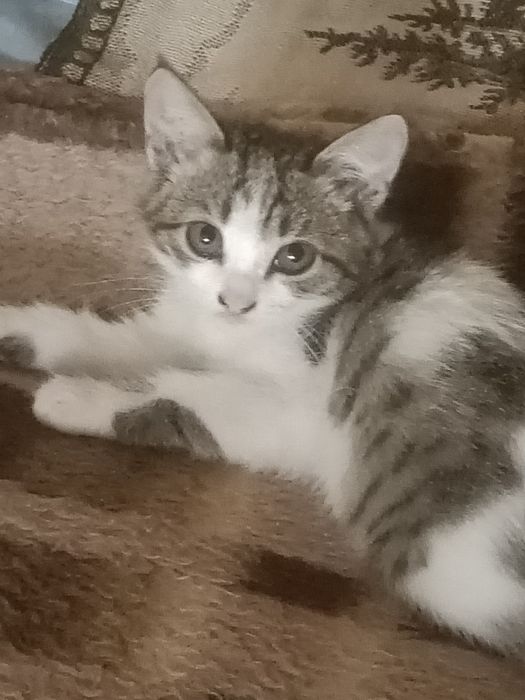Отдам котят в хорошие руки