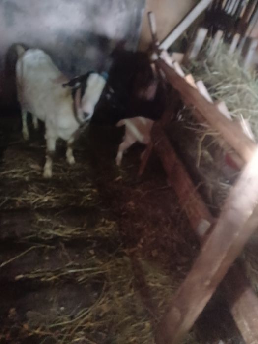 Vând sau schimb capra tinara la prima fatare  metis boer.cu tot cu ied