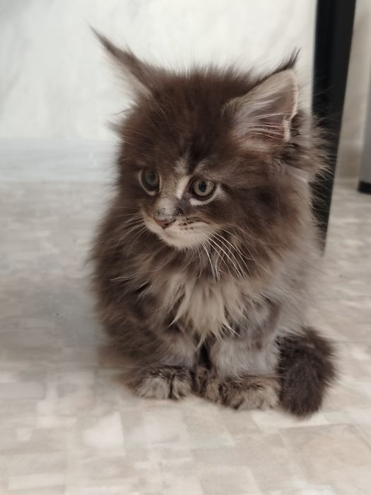 Мейн куны нежные гиганты