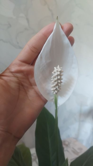 Spatifilyum ayol baxti guli