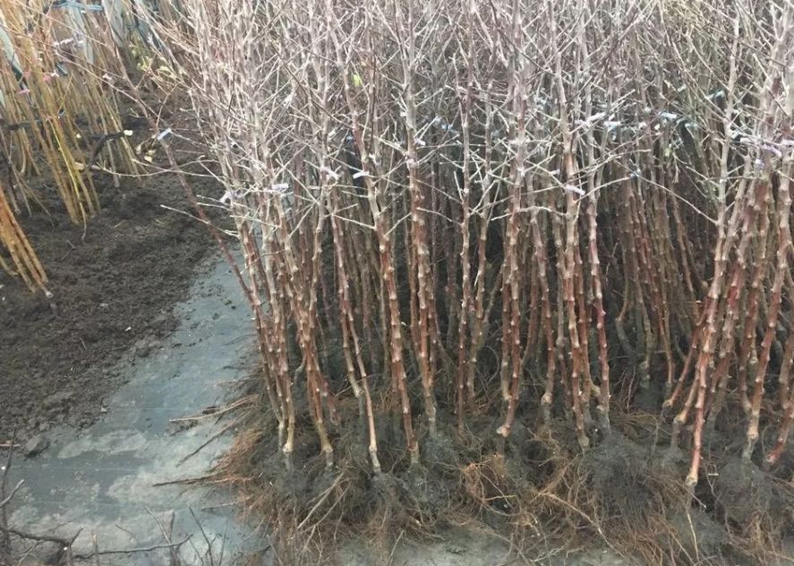 Саженцы плодовых деревьев! Разные сорта, которые устойчивый к болезням