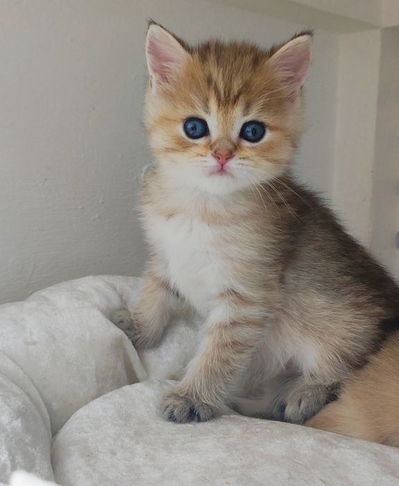Котик БриТансКий -зоЛоТой -