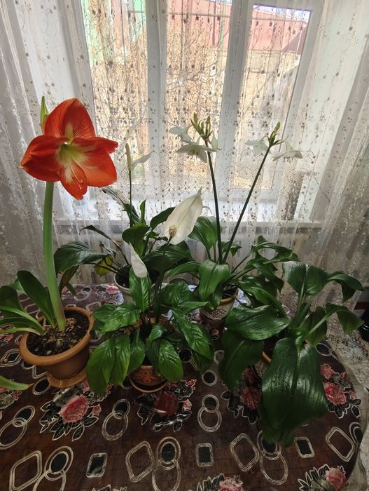 Продам.  Комнатные цветы.  В керамических.  Горшках.