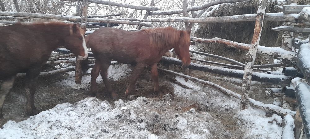 Продам лошадей СОҒЫМ