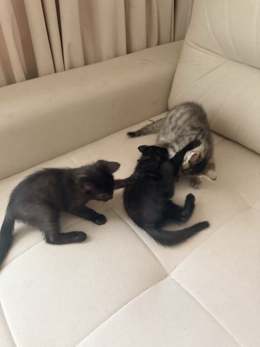 2 oylik mushuk bolalari hadyaga