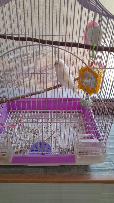 Пртдается попугай белый 1 штук