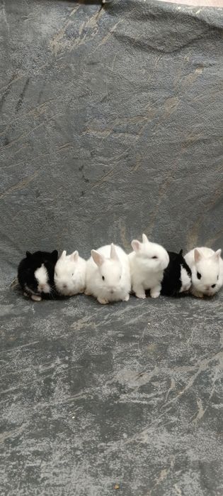 Декоративные карликовый кролики