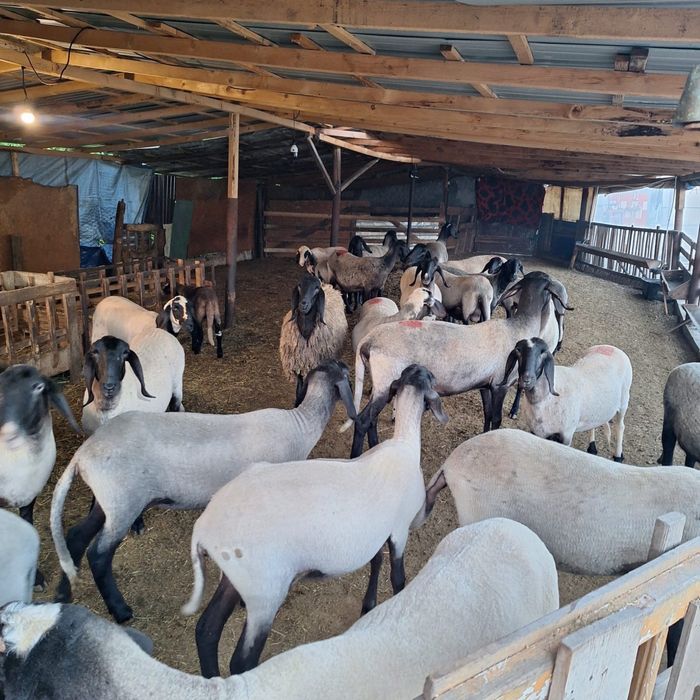 Oi Carabașe sârbești – 10 exemplare atent selecționate