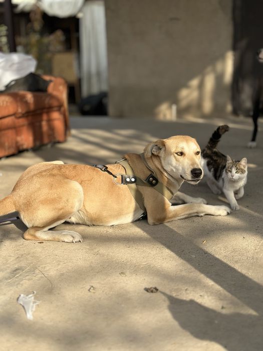 Лесси. Ищет семью очент добрая собака