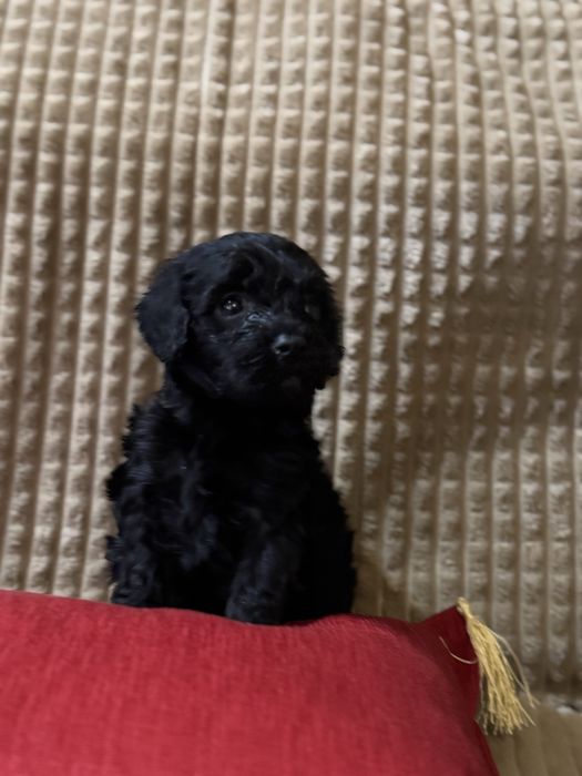 Малки сладки изкушения