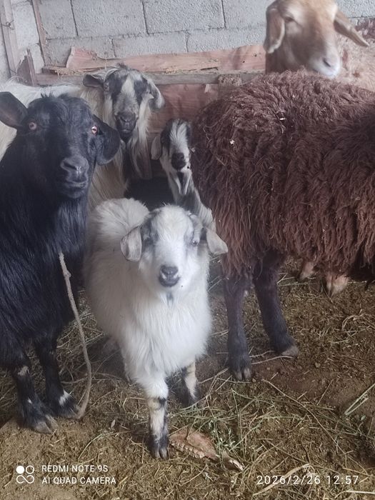 Теке ешкі шыбыш сатылады