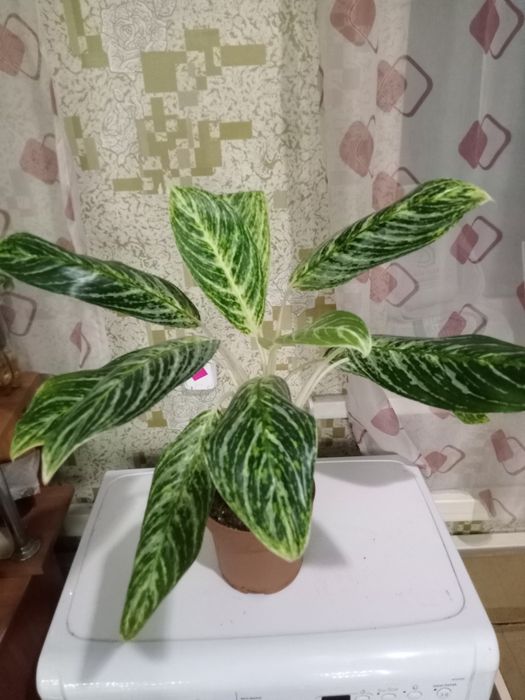 Продаю комнатные растения