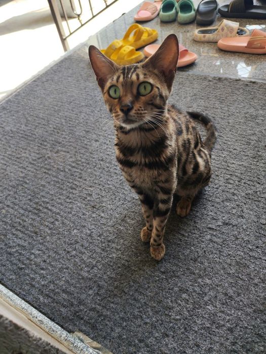 Кошка Бенгальская