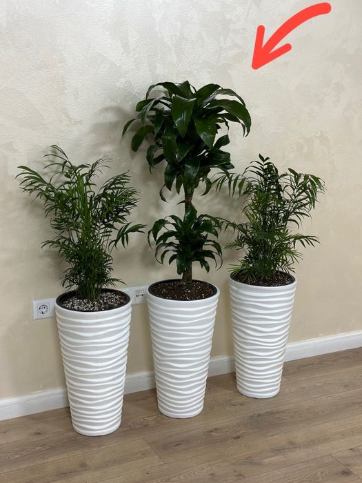 Растения по акции для офиса в горшках