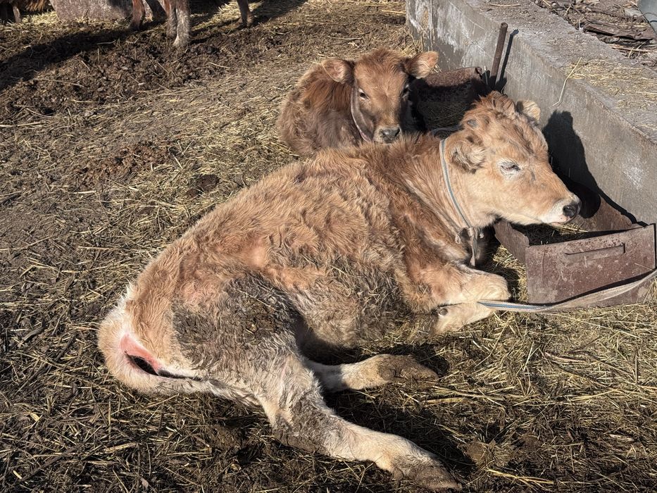 Ұрғашы таналар, сиыр, бұзау