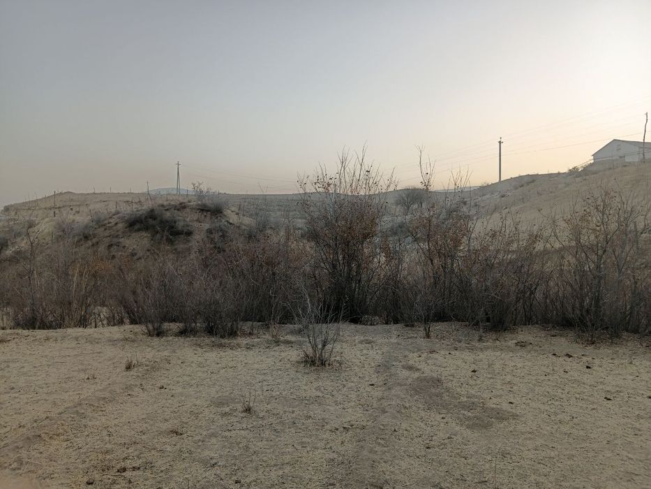 Manzarali daraxt  ko'chatlari