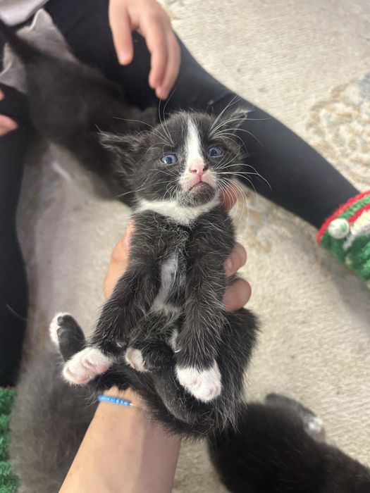 Отдам котят за шоколадку