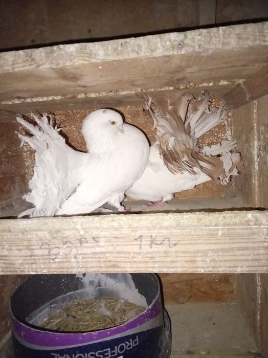 Голуби,кептер,павлины пара