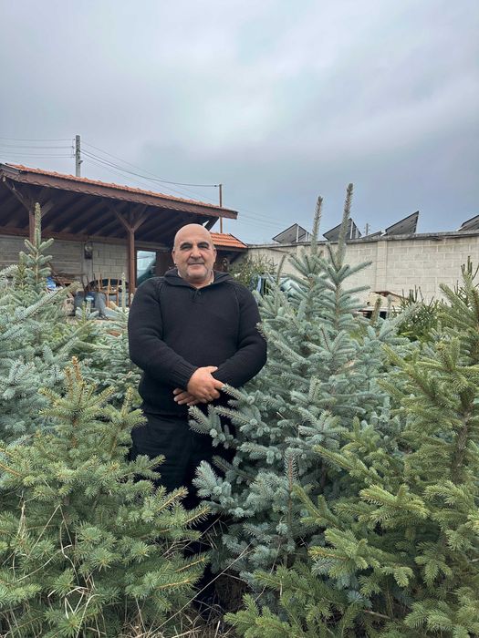 Продавам туя и вечнозелени храсти