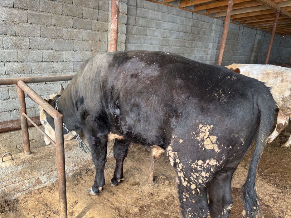 Бордақы бұқалар сатылады