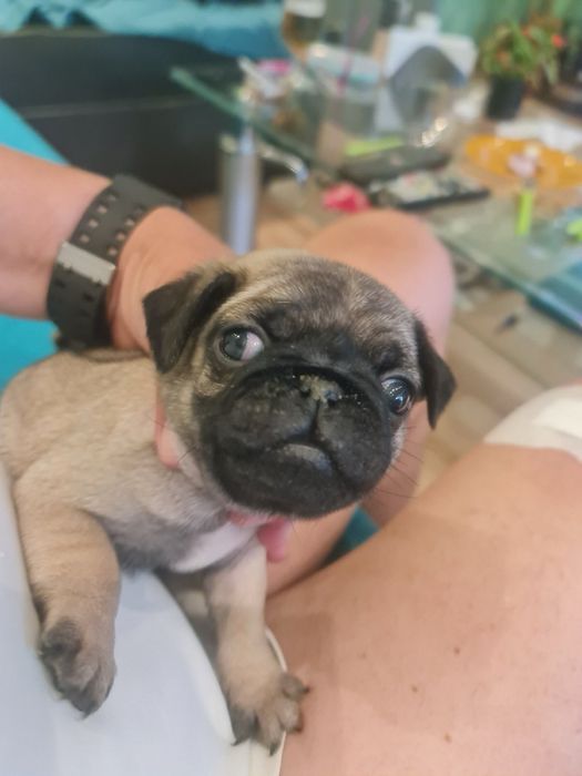 Бебета мопс mops