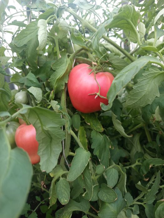 Помидоры розетки клубники