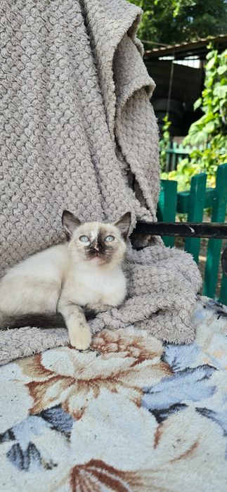 Милая игривая кошечка