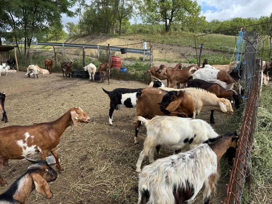 Vând capre Anglo-Nubian