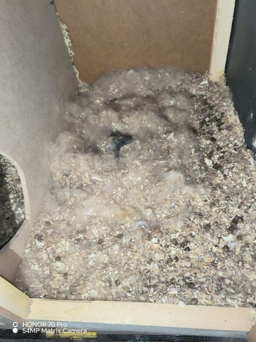 Quyonlar Burgun, sames-samka quyonlar