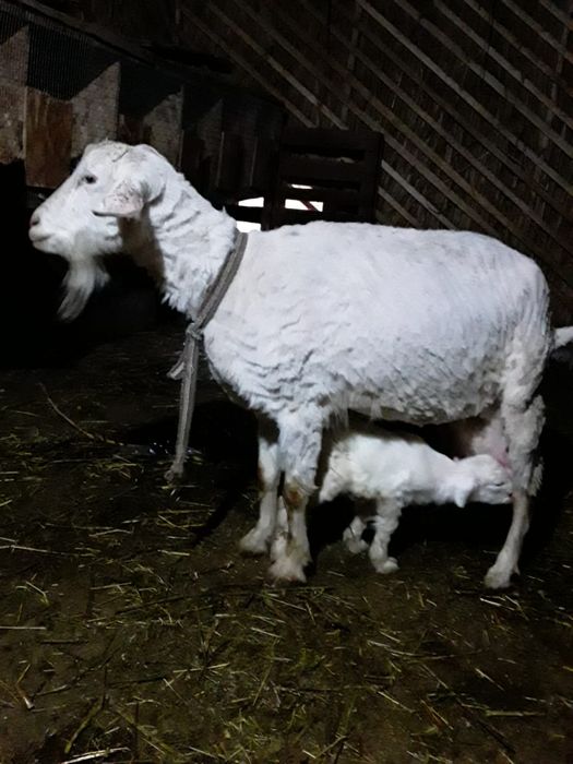 Козы, козёл, коза, козлята