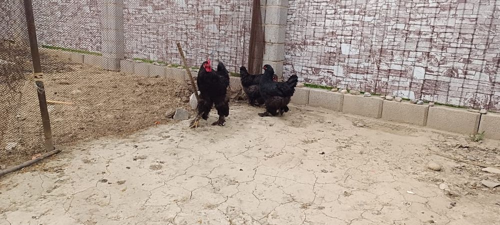 Брама Кораз кара