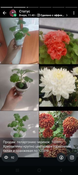 Комнатные цветы разные