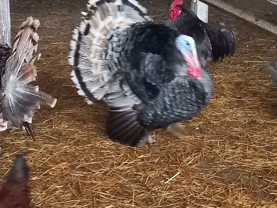 Индюки домашние.