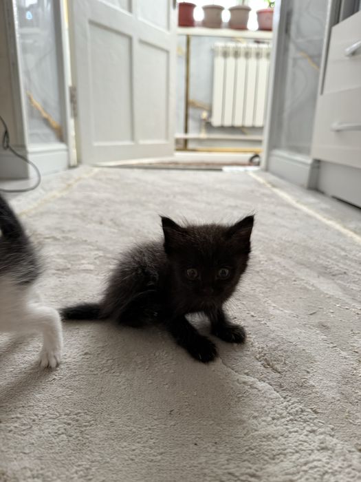 Отдам в хорошие руки