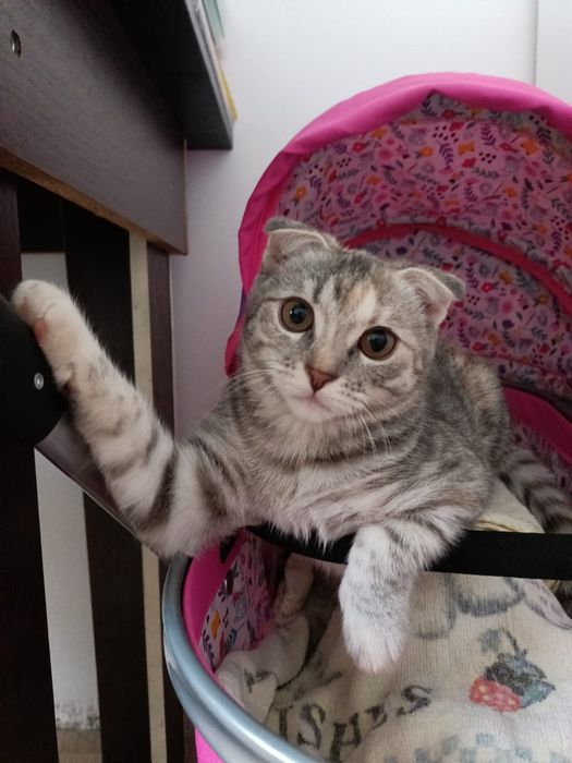 Продам британского котенка.