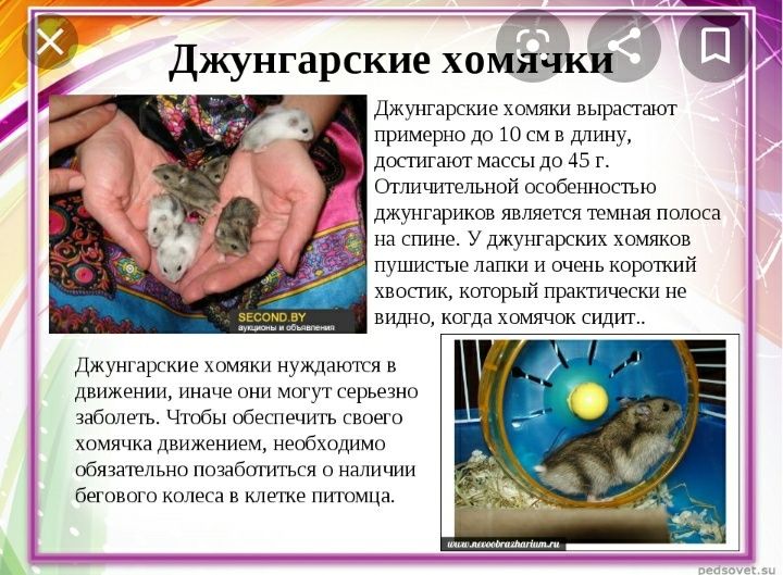 Джунгарские хомячки