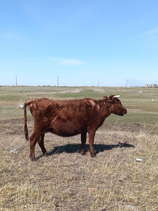 Продам КРС коровы
