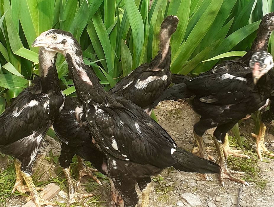 Реально ДЕРЗКИЕ О Шамо немцы . 28 января вывод.