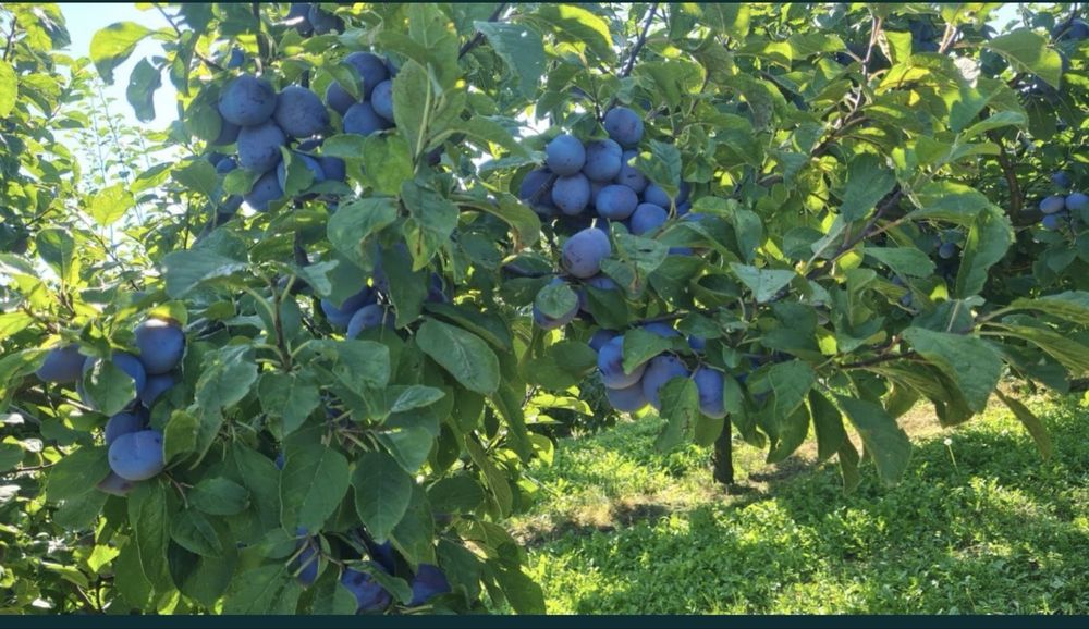 Vand prune pentru tuica si palinca