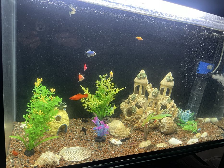 Аквариум сатылымда балыктарынмен полный