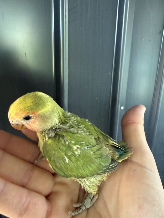 Papagali agapornis pui si adulti amorezi agaponis